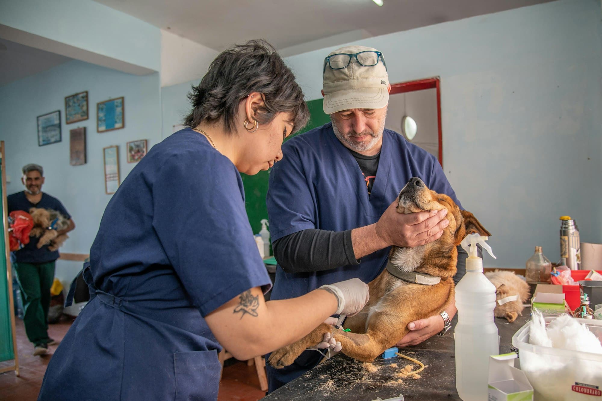 Finding an Independent Vet in Denver (2026)